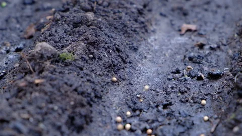 Seeds fall into seedbed in garden, springtime planting farm works, slow motion Video stock 108914376