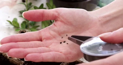 Seeds fall on a woman's hand. Closeup. Macro. Stock Footage 172595868