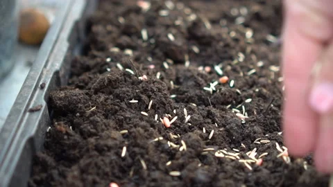 Seeds falling into the tray with soil Stock Footage 171973289