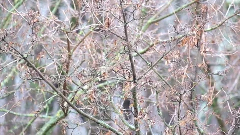 Seeds of field maple swayed slightly from the wind Stock Footage 83375542