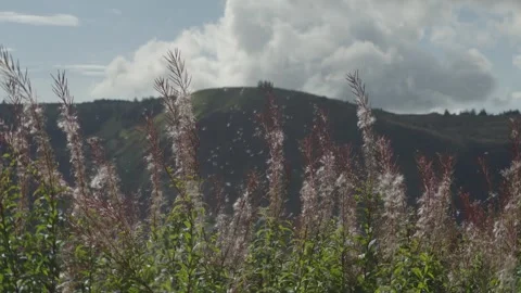 Seeds Floating In Front of Welsh Mountain Blue Sky Rolling Clouds Vídeo Stock 285176899