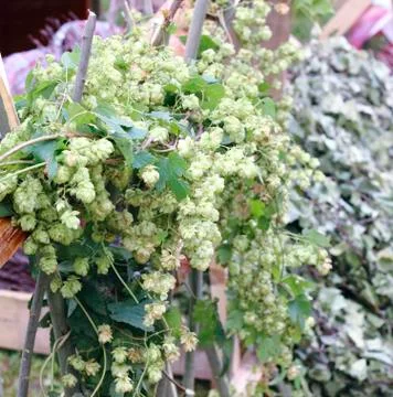 Seeds flowering hops Stock Photos
