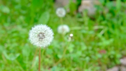 Seeds fly off the dandelion. Stock Footage 196929042
