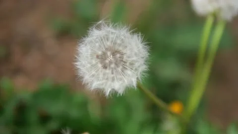 Seeds fly in the wind close up macro with soft focus on green. Flower blowing Video stock 132346825