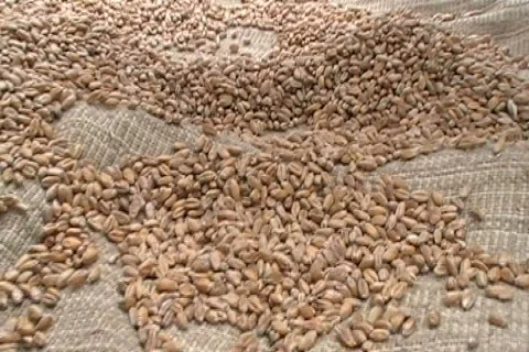 Seeds Stock Footage 505611