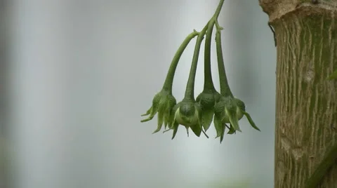 Seeds Stock-Footage 5674292