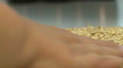 Seeds Stock Footage 12713086