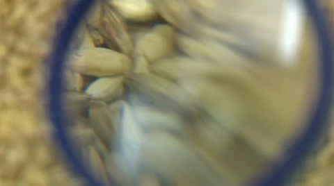 Seeds Stock Footage 12758211