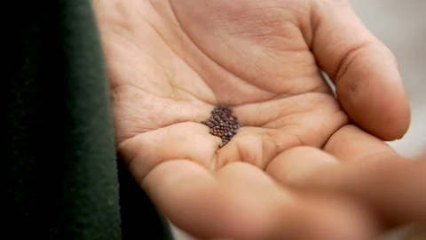 Seeds Stock Footage 91022922