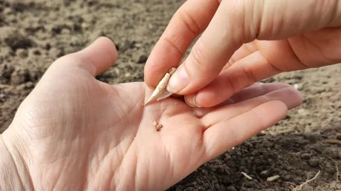 Seeds Stock Footage 237359622