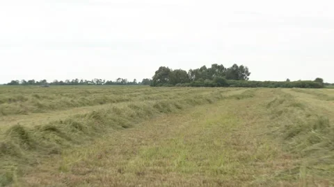 Seeds of forage for cows Stock Footage 249922568