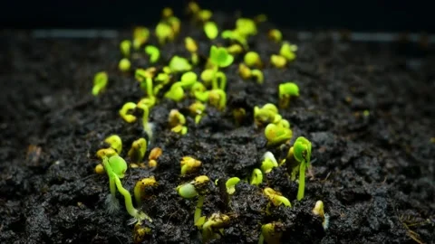 Seeds germinate in the soil close-up Stock Footage 189477877