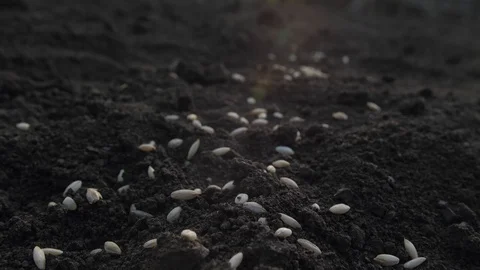Seeds of grain are lying on the ground for planting in the spring Stock Footage 128698542