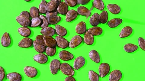 Seeds on a Green Screen Stockbeeldmateriaal 55314471