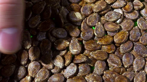 Seeds on a Green Screen Stockbeeldmateriaal 55314693