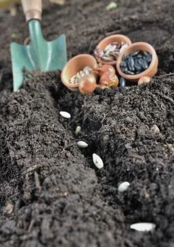 Seeds on the ground Stock Photos