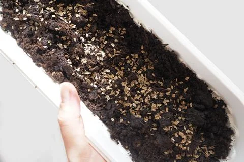 Seeds on the ground in a pot Stock Photos