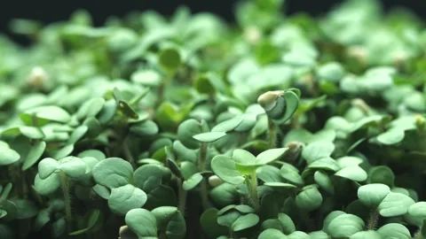 Seeds growing process, time lapse of mustard seeds, growing up sprouts close up Video stock 296532033