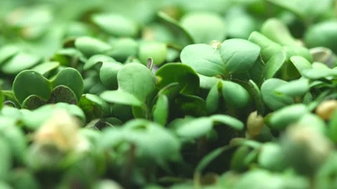 Seeds growing process, time lapse of mustard seeds, growing up sprouts close up. Stock Footage 332246423