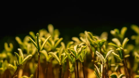 Seeds Growing Time Lapse Vídeo Stock 99163829