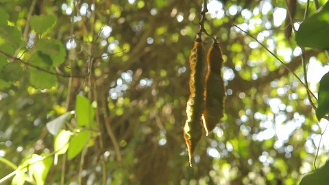 Seeds hanging from a tree Stock Footage 90961840