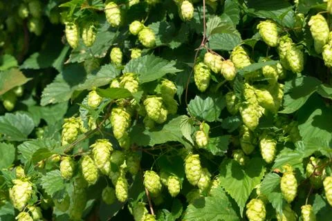 Seeds of hops Stock Photos