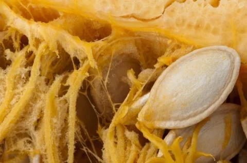 Seeds inside the pumpkin Stock Photos