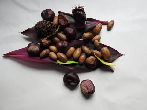 Seeds on leaves Stock Photos