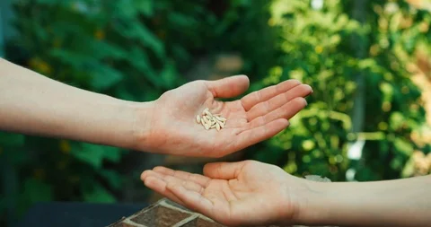 Seeds for life Stock Footage 85710782