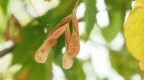 Seeds Of Maple Swaying On Breeze Stock Footage 47783523