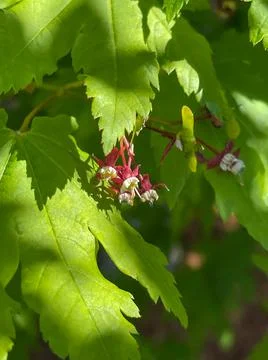 The seeds of a maple tree Stock Photos
