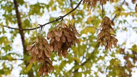 Seeds of a maple tree swinging on the branches of trees with the breeze  Stock Footage 107308051
