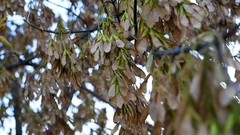 Seeds of a maple tree swinging on the branches of trees with the breeze Stock Footage 107308241