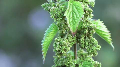 Seeds of nettles 스톡 동영상 55584137
