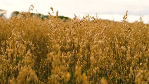 Seeds of oats on the field. Stock Footage 95132811