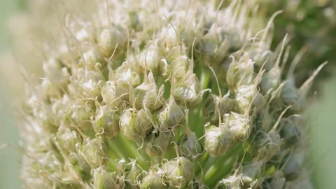 Seeds of onion in closeup 库存影片 141120339