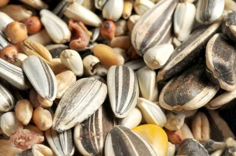 Seeds Stock Photos