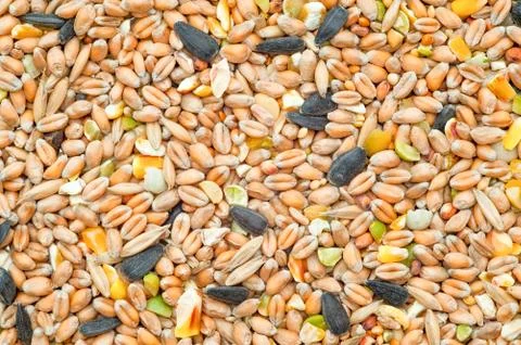 Seeds Stock Photos