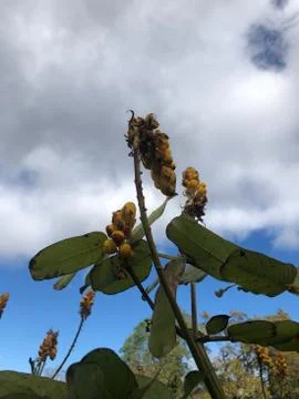 Seeds 库存照片