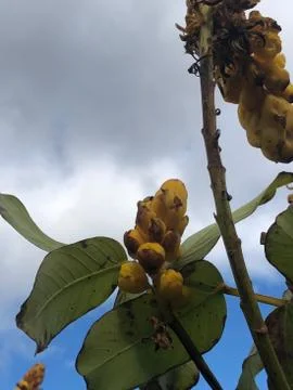 Seeds 스톡 사진