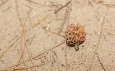 Seeds of pine on the beach Stock Photos