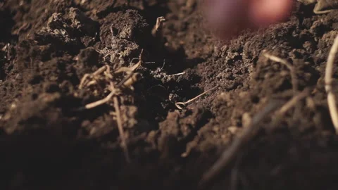 Seeds planting Stock Footage 141766080
