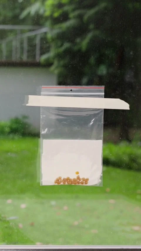 Seeds in plastic bag taped to window for germination Stock Footage 331770158