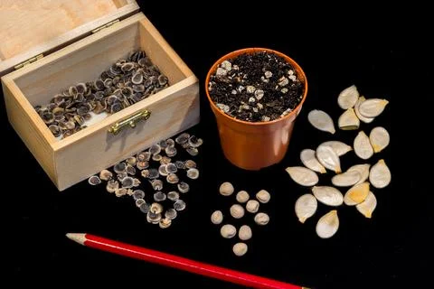 Seeds, pots, pencil and labels, everything to start seeding seeds. Stock Photos