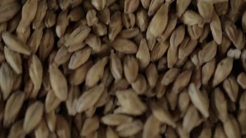 Seeds pushed down Vídeos de archivo 77053829