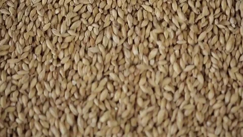 Seeds pushed down Stock-Footage 77053831