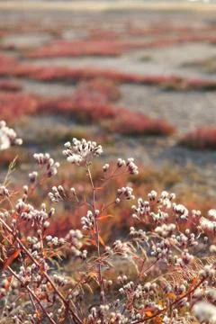 Seeds ready to fall of a plant in the fall. Plant in autumn ready to disperse Stock Photos
