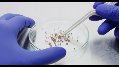 Seeds resistant to viruses Stock Footage 308243582