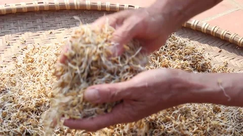 Seeds, rice, rice Stock Footage 45919823