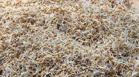 Seeds, rice, rice Stock Footage 45919826